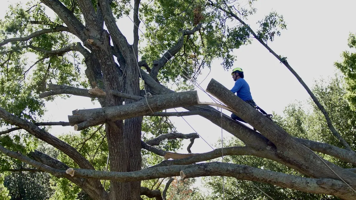 Professional Crown Thinning performed by certified arborists in Ruby